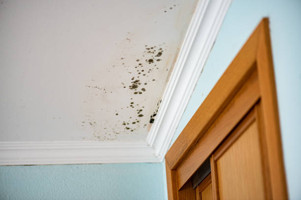 Certified Mold Removal in Salyersville, KY