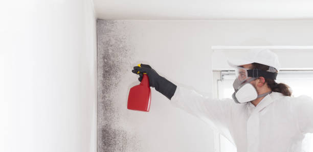 Best Mold Remediation  in Salyersville, KY