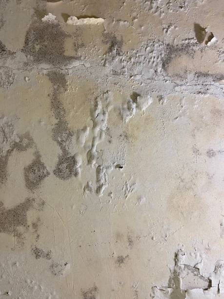 Best Mold Testing  in Salyersville, KY