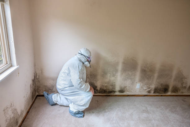 Best Local Mold Removal Service  in Salyersville, KY