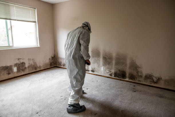 Best Residential Mold Removal  in Salyersville, KY