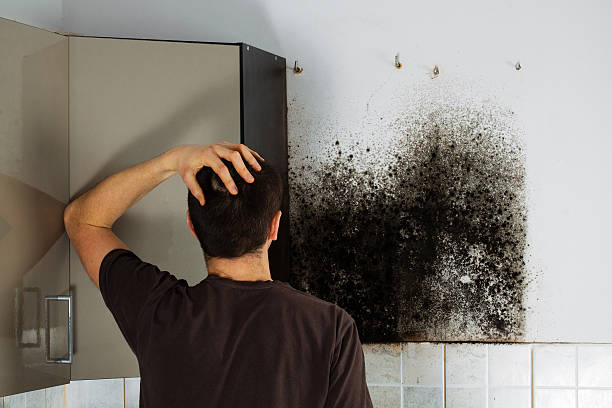 Professional Mold Removal in Salyersville, KY